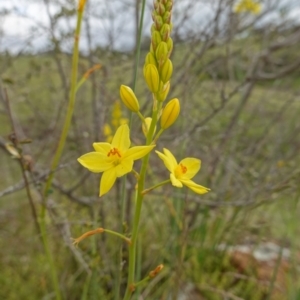 Bulbine glauca at Stromlo, ACT - 24 Oct 2022 04:50 PM