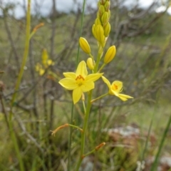 Bulbine glauca at Stromlo, ACT - 24 Oct 2022 04:50 PM