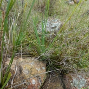 Bulbine glauca at Stromlo, ACT - 24 Oct 2022 04:50 PM