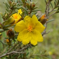 Hibbertia calycina (Lesser Guinea-flower) at Molonglo River Reserve - 24 Oct 2022 by RobG1