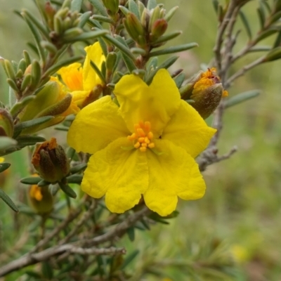 Hibbertia calycina (Lesser Guinea-flower) at Molonglo River Reserve - 24 Oct 2022 by RobG1