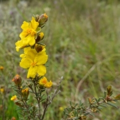 Hibbertia calycina at Stromlo, ACT - 24 Oct 2022 04:52 PM