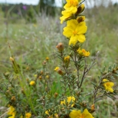 Hibbertia calycina at Stromlo, ACT - 24 Oct 2022