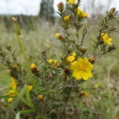 Hibbertia calycina at Stromlo, ACT - 24 Oct 2022 04:52 PM