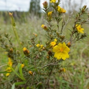 Hibbertia calycina at Stromlo, ACT - 24 Oct 2022 04:52 PM