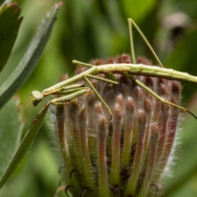 Mantodea sp. (order) at Penrose, NSW - 22 Oct 2022 by Aussiegall