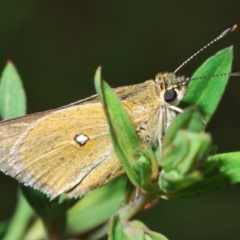 Trapezites luteus (Yellow Ochre, Rare White-spot Skipper) at Kambah, ACT - 25 Oct 2022 by Harrisi