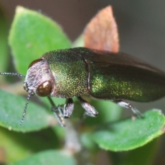 Melobasis propinqua (Propinqua jewel beetle) at Stromlo, ACT - 26 Oct 2022 by Harrisi