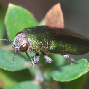 Melobasis propinqua at Stromlo, ACT - 26 Oct 2022 03:03 PM