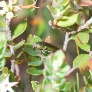 Melobasis propinqua at Stromlo, ACT - 26 Oct 2022 03:03 PM