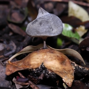 Geastrum tenuipes at Evatt, ACT - 23 Oct 2022 12:54 PM