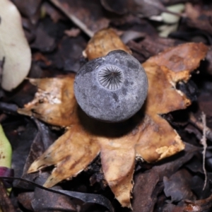 Geastrum tenuipes at Evatt, ACT - 23 Oct 2022 12:54 PM