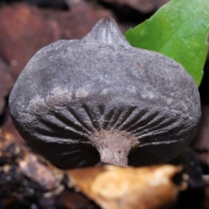 Geastrum tenuipes at Evatt, ACT - 23 Oct 2022 12:54 PM