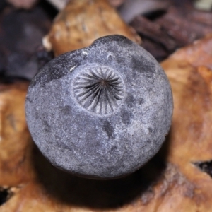 Geastrum tenuipes at Evatt, ACT - 23 Oct 2022 12:54 PM