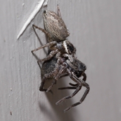 Maratus griseus at Evatt, ACT - 23 Oct 2022