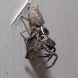 Maratus griseus at Evatt, ACT - 23 Oct 2022 12:52 PM