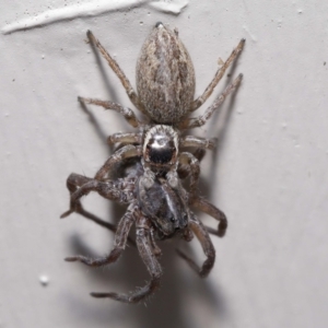 Maratus griseus at Evatt, ACT - 23 Oct 2022