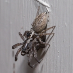 Maratus griseus at Evatt, ACT - 23 Oct 2022 12:52 PM