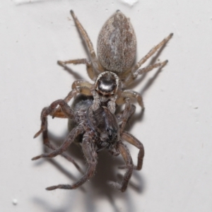 Maratus griseus at Evatt, ACT - 23 Oct 2022