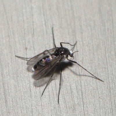 Cricotopus sp. (genus) (A non-biting midge) at Acton, ACT - 16 Oct 2022 by TimL