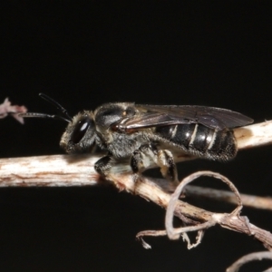 Lasioglossum (Chilalictus) sp. (genus & subgenus) at Acton, ACT - 16 Oct 2022 09:52 AM