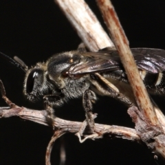 Lasioglossum (Chilalictus) sp. (genus & subgenus) at Acton, ACT - 16 Oct 2022