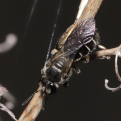 Lasioglossum (Chilalictus) sp. (genus & subgenus) at Acton, ACT - 16 Oct 2022