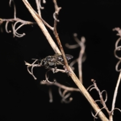 Lasioglossum (Chilalictus) sp. (genus & subgenus) at Acton, ACT - 16 Oct 2022 09:52 AM