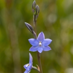 Thelymitra ixioides (Dotted Sun Orchid) at Penrose, NSW - 21 Oct 2022 by Aussiegall