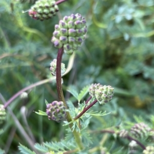 Sanguisorba minor at Burra, NSW - 26 Oct 2022