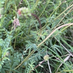 Sanguisorba minor at Burra, NSW - 26 Oct 2022