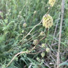 Sanguisorba minor at Burra, NSW - 26 Oct 2022