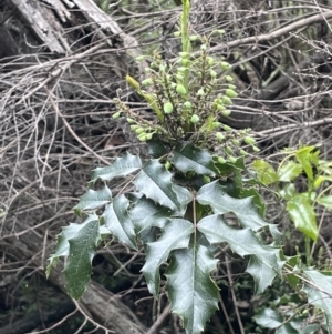 Berberis aquifolium at Hackett, ACT - 26 Oct 2022 03:41 PM