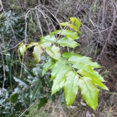 Berberis aquifolium at Hackett, ACT - 26 Oct 2022 03:41 PM