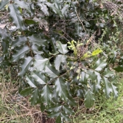 Berberis aquifolium at Hackett, ACT - 26 Oct 2022