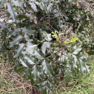 Berberis aquifolium at Hackett, ACT - 26 Oct 2022 03:41 PM