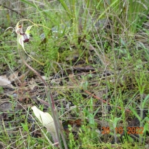 Caladenia atrovespa at Paddys River, ACT - suppressed