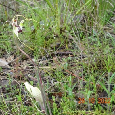 Caladenia atrovespa (Green-comb Spider Orchid) at Paddys River, ACT - 26 Oct 2022 by GirtsO