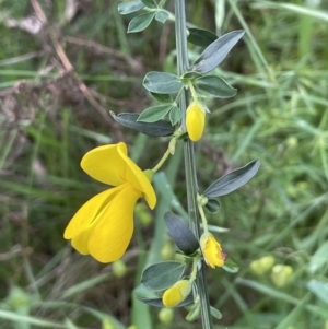 Cytisus scoparius subsp. scoparius at Hackett, ACT - 26 Oct 2022