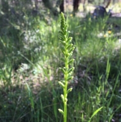 Microtis unifolia (Common Onion Orchid) at Wamboin, NSW - 8 Nov 2020 by Devesons