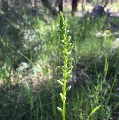 Microtis unifolia (Common Onion Orchid) at Wamboin, NSW - 8 Nov 2020 by Devesons