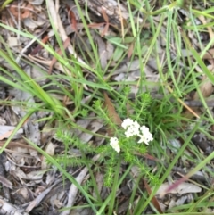 Asperula conferta (Common Woodruff) at Wamboin, NSW - 8 Nov 2020 by Devesons