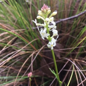 Stackhousia monogyna at Wamboin, NSW - 30 Sep 2021 09:48 AM