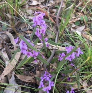 Hovea heterophylla at Wamboin, NSW - 3 Sep 2021