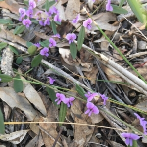 Hovea heterophylla at Wamboin, NSW - 3 Sep 2021