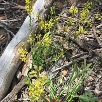 Pimelea curviflora (Curved Rice-flower) at Wamboin, NSW - 22 Oct 2020 by Devesons