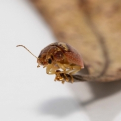 Paropsisterna laesa species complex at Jerrabomberra, NSW - suppressed