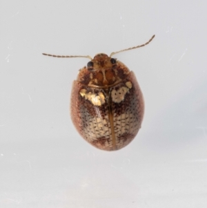 Paropsisterna laesa species complex at Jerrabomberra, NSW - suppressed