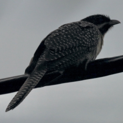 Eudynamys orientalis (Pacific Koel) at Aranda, ACT - 26 Oct 2022 by KMcCue