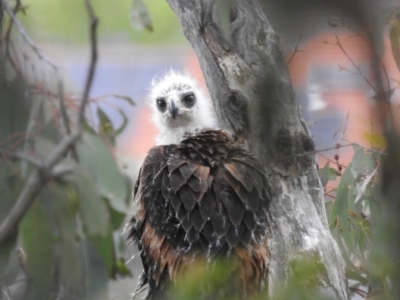 Aquila audax (Wedge-tailed Eagle) at Kambah, ACT - 26 Oct 2022 by HelenCross